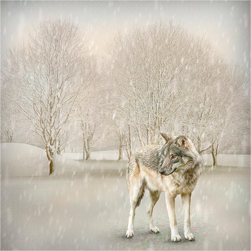 Grey wolf in snowy landscape