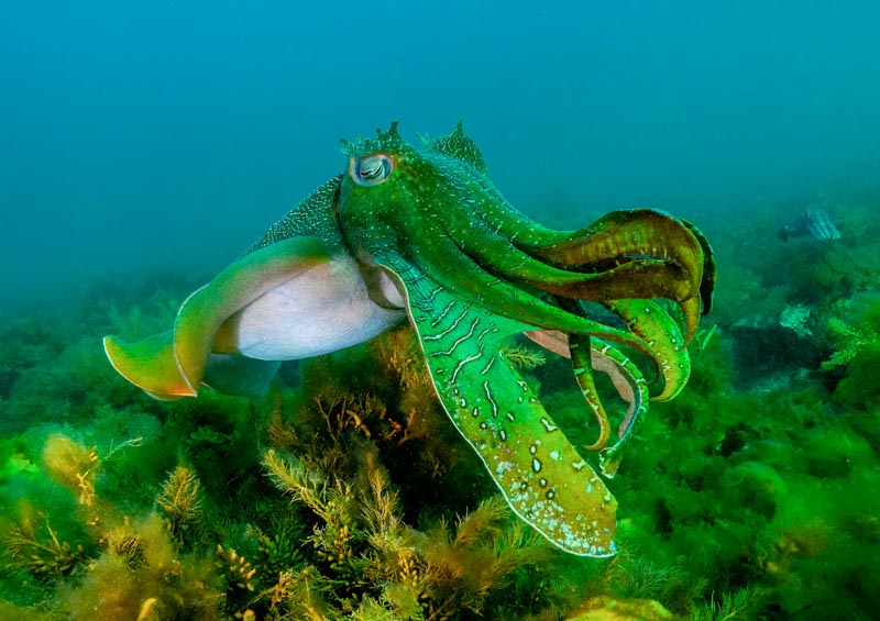 Giant cuttlefish
