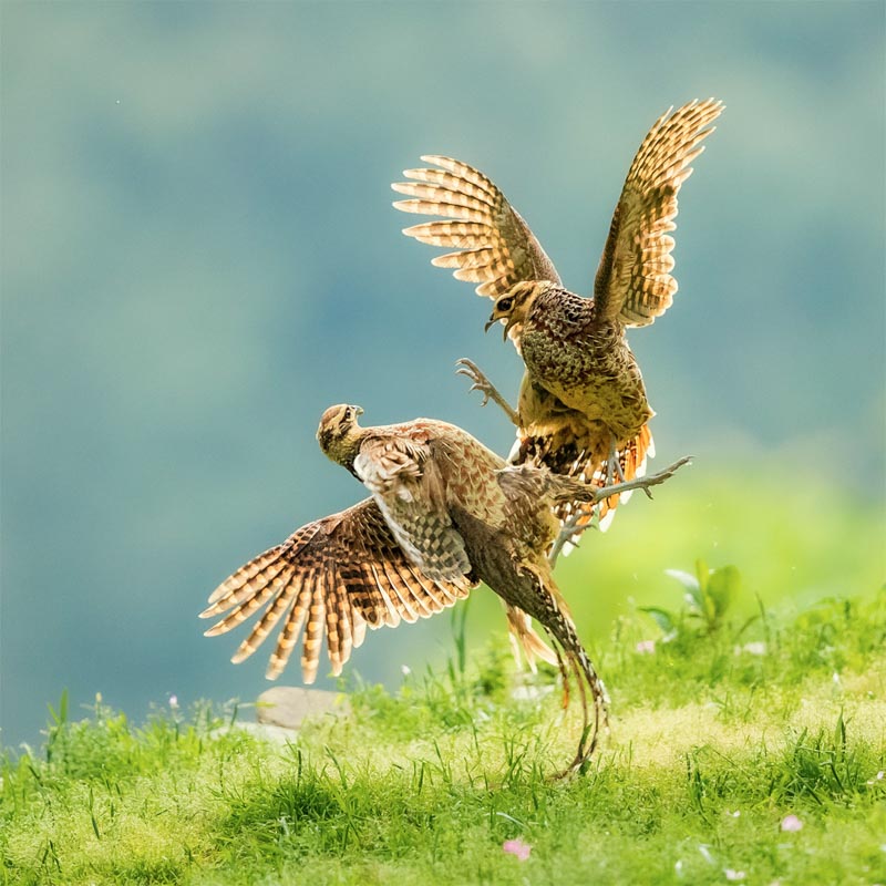 Life and death struggle