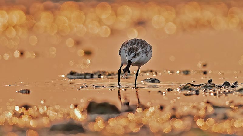 Spoon-billed sandpiper