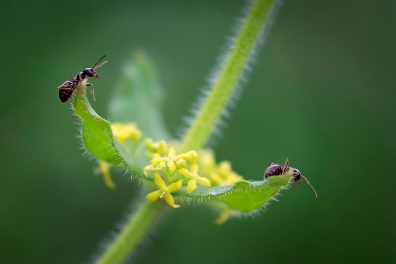 Fourmis en équilibre