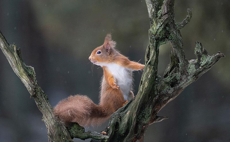 Startled red squirrel