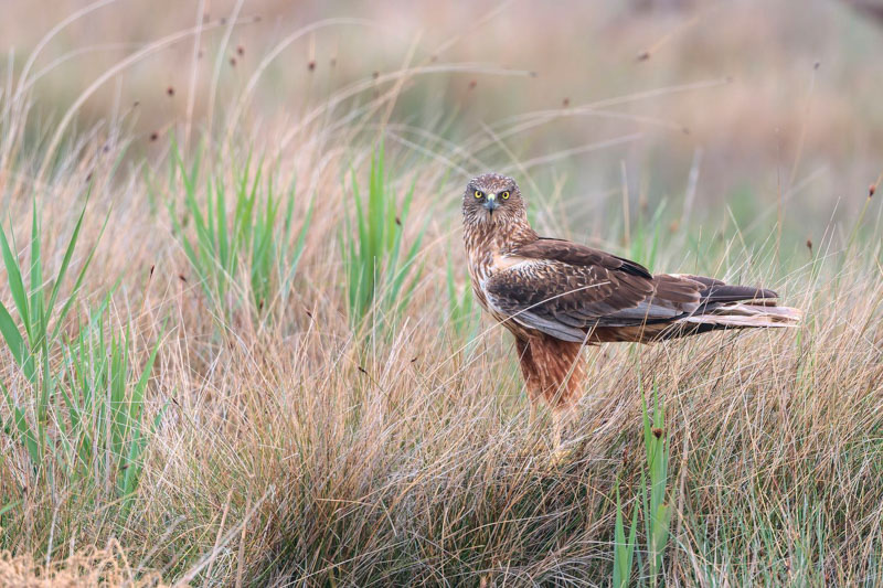 Dans les yeux du busard