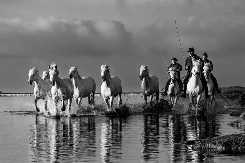 Charging camargue horses 10