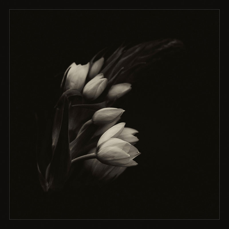 La magie des tulipes