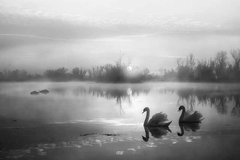Morning mist over swan lake