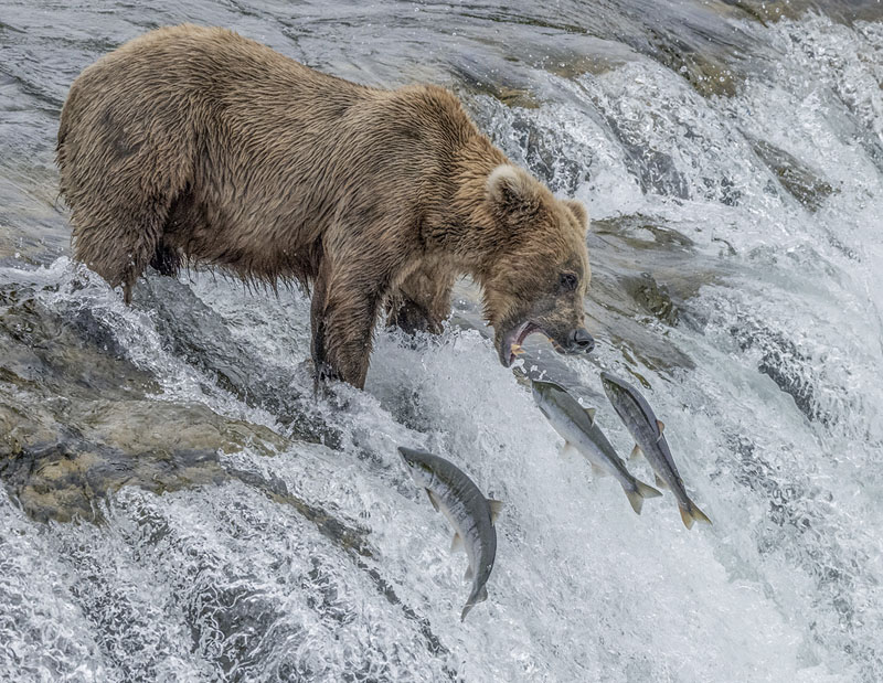 Bear catch fish in brooks falls 3
