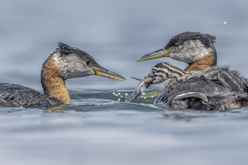 Grebe feeding