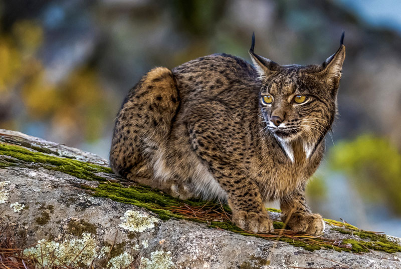 Iberian lynx1