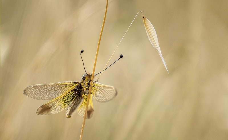 Ascalaphe au salagou