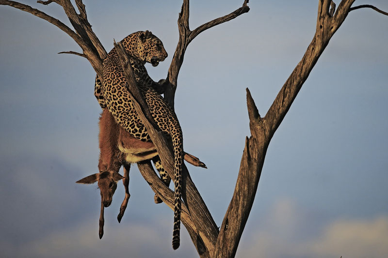 Leopard in tree with kill
