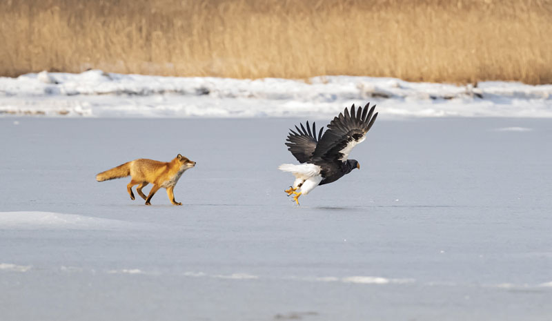 Ezo fox chases steller eagle